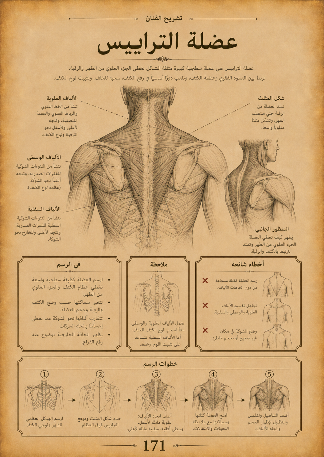 تشريح الفنان – الدليل الشامل لرسم الجمجمة والجسم الكامل | pdf