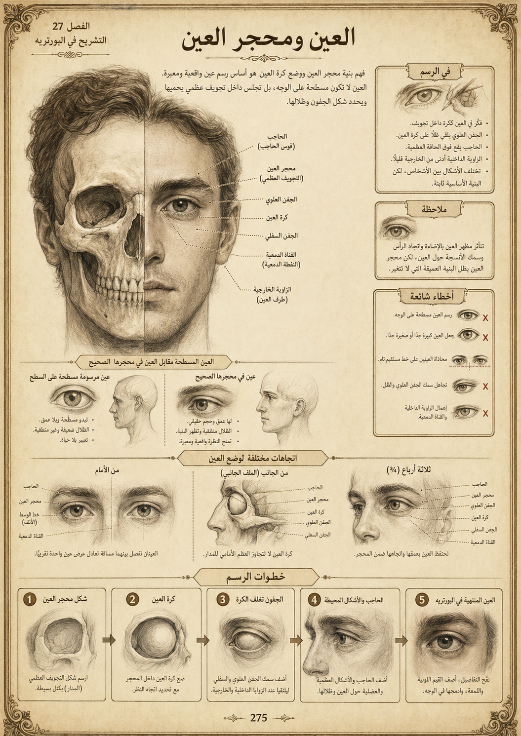 تشريح الفنان – الدليل الشامل لرسم الجمجمة والجسم الكامل | pdf